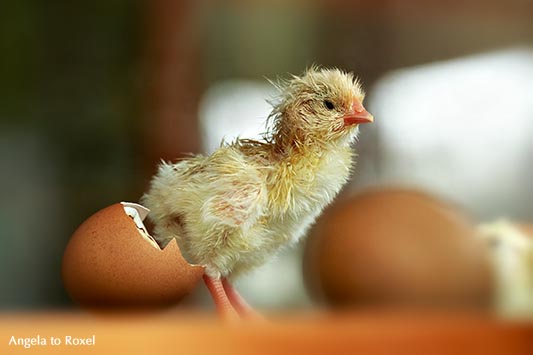 Fotografie: Küken (Gallus gallus domesticus) schlüpft gerade aus dem Ei, noch verbunden mit der Eierschale, im Brutkasten, Heiligenkirchen, April 2015