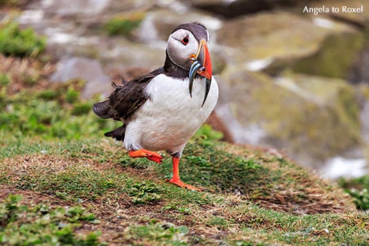 Papageitaucher (Fratercula arctica), auch Puffin genannt, landet und hat Fische, Sandaale im Schnabel, Farne Islands, Northumberland - England