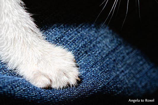 Fotografie: Weiße Katze auf einer blauen Jeans, Pfote und Schnurrhaare, weißes Katzenkind, junger Kater, Detail, Tierbild