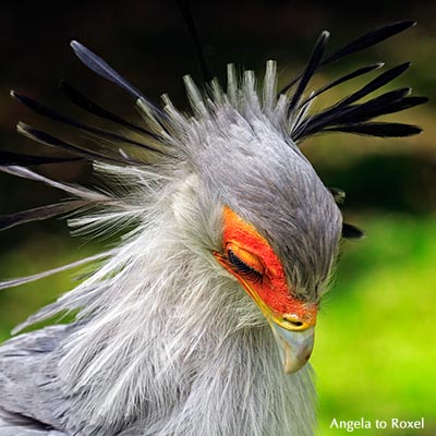 Sekretär (Sagittarius serpentarius), Porträt des Greifvogels mit geneigtem Kopf, Wimpern, Federborsten - Mai 2015