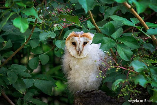 Schleiereule (Tyto alba) sitzt in einem Holunderbusch, Adler- und Wolfspark Kasselburg - Vulkaneifel 2015