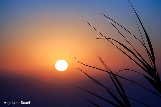 Sonnenuntergang hinter Blättern am Strand von Nazaré, Lichtstimmung am Abend, Unschärfe, Gegenlicht - Portugal 2016