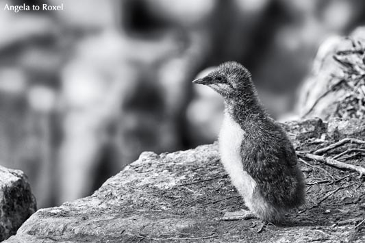 Trottellumme (Uria aalge), Küken auf einem Felsen, schwarzweiß, Staple Island, Farne Islands, Northumberland, England, Großbritannien 2015