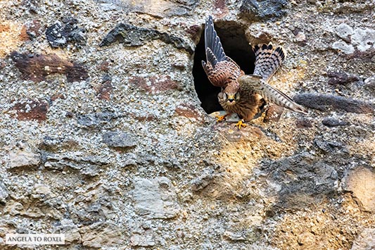 Turmfalke (Falco tinnunculus) auf Ansitz in einer alten Mauer, erspäht Beute, Kasselburg, Vulkaneifel | Kontakt: Angela to Roxel