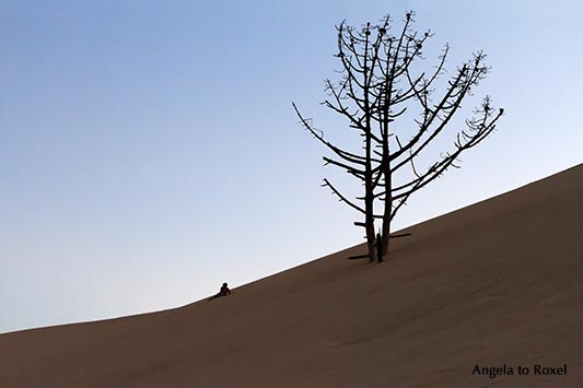 Landschaftsbild: Trockener Baum auf der Wanderdüne Dune du Pilat am Abend, Silhouette, Arcachon, Frankreich | Ihr Kontakt: Angela to Roxel