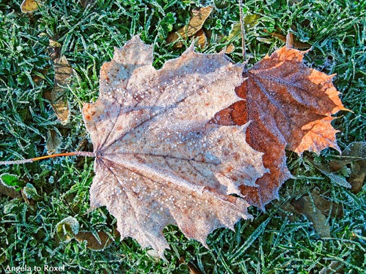 Zwei Ahornblätter im Frost, mit Raureif überzogen, liegen auf einer Wiese, Licht und Schatten, Weserbergland - Dezember 2009