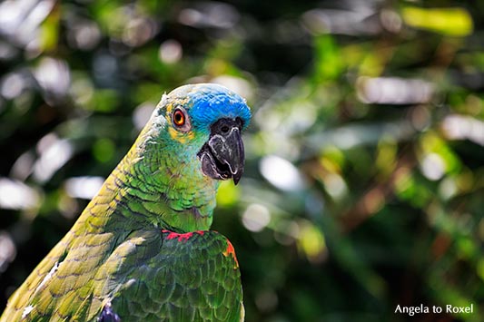 Blaustirnamazone (Amazona aestiva), farbenprächtiger Papagei, Porträt im Vogelpark Heiligenkirchen - Detmold 2014