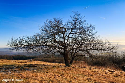 Kleine Eiche auf dem Köterberg in der Wintersonne, klarer kalter Tag ohne Schnee im Weserbergland, Paar im Hintergrund genießt die Aussicht, Lügde