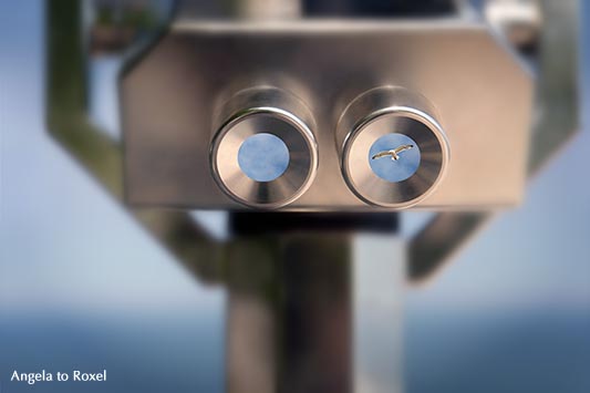 Kunstfotografie kaufen: Möwe in einem Fernrohr, Binocular, Aussicht genießen, Composing, Nationalpark Jasmund, Rügen | Ihr Kontakt: Angela to Roxel