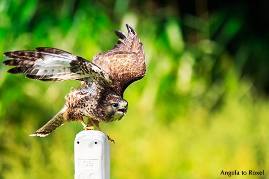 Mäusebussard (Buteo buteo) adult auf Warte, sitzt rufend auf Leitpfosten, Straßenpfosten, Kasselburg, Eifel 2015