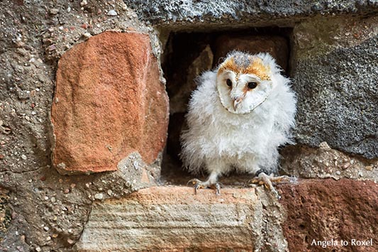 Tierbilder kaufen: Schleiereule in einer Mauernische, Jungtier sitzt in Bruthöhle, Eule auf der Kasselburg, Vulkaneifel | Ihr Kontakt: Angela to Roxel