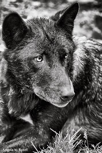 Fotografie: Timberwolf (Canis lupus lycaon), Schwarzweiß-Porträt, Nahaufnahme, monochrom, Kasselburg. Vulkaneifel 2015, Tierbild, Bildlizenz kaufen