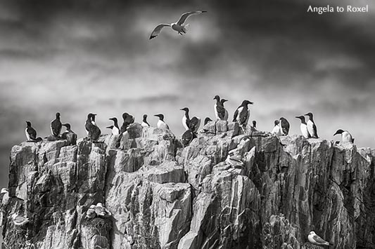 Trottellummen (Uria aalge) und Dreizehenmöwen (Rissa tridactyla) auf einem Felsen, schwarzweiß, Farne Islands, Northumberland - England 2015