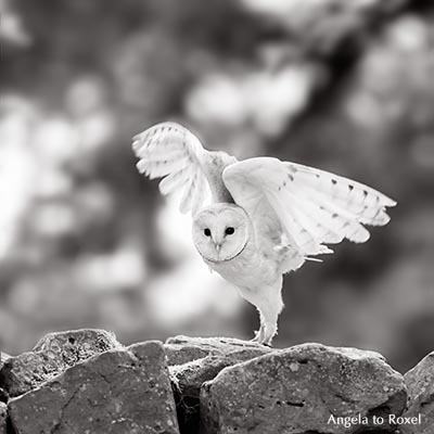 Schleiereule (Tyto alba) kurz vor dem Abflug von einer Mauer im Wildpark Neuhaus, Schwarzweißaufnahme, Naturpark Solling-Vogler - August 2014