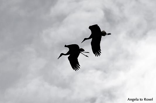 Tierbilder kaufen: Zwei Weißstörche (Ciconia ciconia) im Flug, Silhouette, stark bewölkter Himmel, Paarflug zur Paarungszeit | Kontakt: A. to Roxel