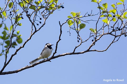 Bachstelze (Motacilla alba) auf dem Ast einer Erle (Alnus), Singvogel am Steinhuder Meer, Neustadt am Rübenberge | Angela to Roxel