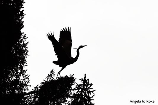 Tierbilder kaufen: Fischreiher, Graureiher (Ardea cinerea) im Baum, kurz vor dem Abflug, Silhouette, monochrom, Bielefeld | Kontakt: Angela to Roxel