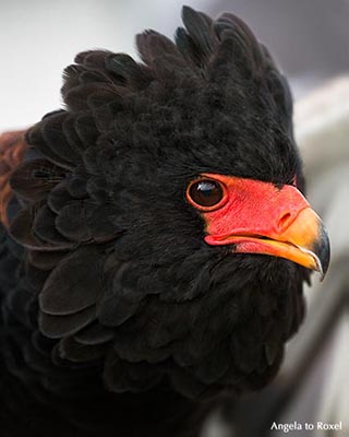 Gaukler oder auch Schlangenadler (Terathopius ecaudatus) mit aufgestellten Kopffedern, erregt, Porträt, Adlerwarte Berlebeck  - Detmold 2015