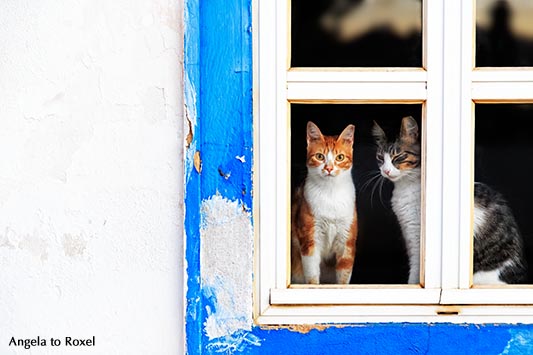 Zwei verschiedenfarbige Hauskatzen (Felis silvestris catus) in einem blau gestrichenen Fenster, "Schaufenster", Cabanas de Tavira, Algarve - Portugal