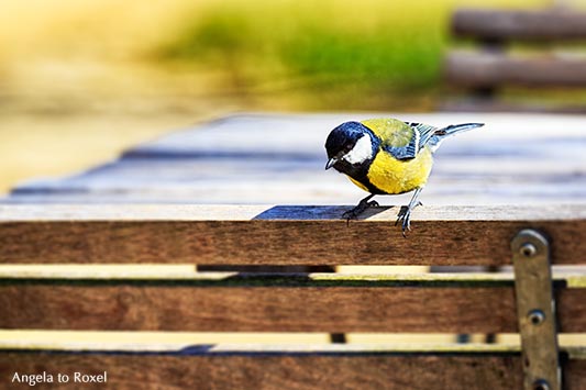 Kohlmeise (Parus major), Männchen, sitzt auf einer Stuhllehne einer leeren Terrasse und sucht Futter, Vogelporträt im Frühling - Gifhorn 2015