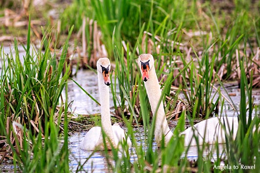 Schwanenpaar (Cygnus olor) in der Brutzeit, Naturschutzgebiet Meerbruchswiesen, "Schwimmende Wiesen" genannt, Nähe Steinhuder Meer, Neustadt a. Rbge.