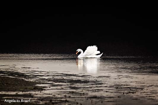 Höckerschwan (Cygnus olor) im Naturschutzgebiet Meerbruchswiesen, Schwimmende Wiesen genannt, Nähe Steinhuder Meer, Colorkey, Neustadt a. Rbge. 2015