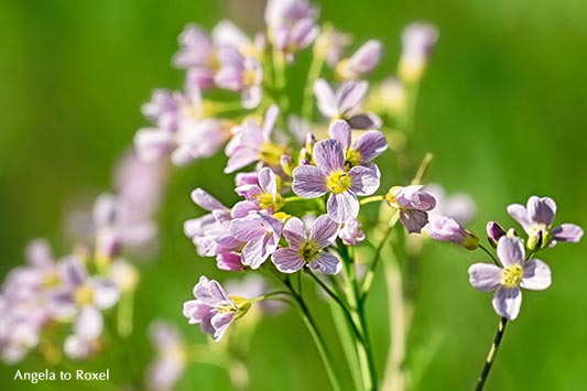 Wiesen-Schaumkraut (Cardamine pratensis) in einer Feuchtwiese im Weserbergland, essbare Wildkräuter im Garten, Frühling - April 2012