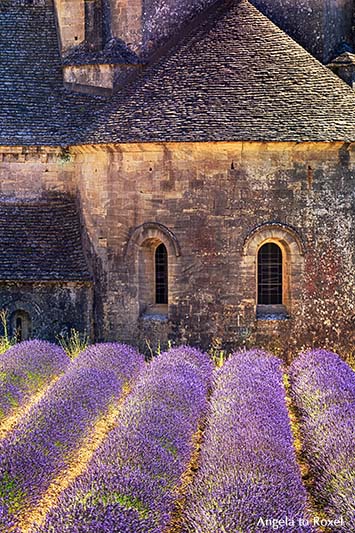 Fotografie: Abtei Notre-Dame von Senanque, Detail der romanischen Zisterzienserabtei mit blühenden Lavendelfeldern bei Gordes, Provence, Frankreich