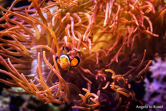 Fotografie: Nemo, ein Clownfisch, Anemonenfisch (Amphiprion) in einer Blasenanemone (Entacmaea quadricolor), Seeanemone im Aquarium, Tierbild