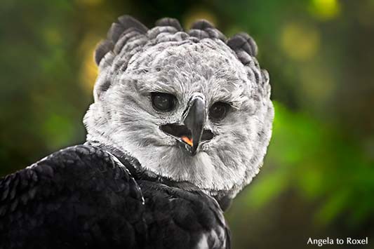 Fotografie: Harpyie (Harpia harpyja) rufend, Greifvogel-Porträt im Gehege, Heimat in Mittel- und Südamerika, Vogelpark Walsrode