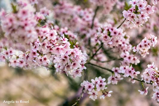 Fotografie: flower power - Obstbaumblüte im Weserbergland, blühender Apfelbaum, Detail, Nahaufnahme - Bad Pyrmont, Niedersachsen Mai 2013