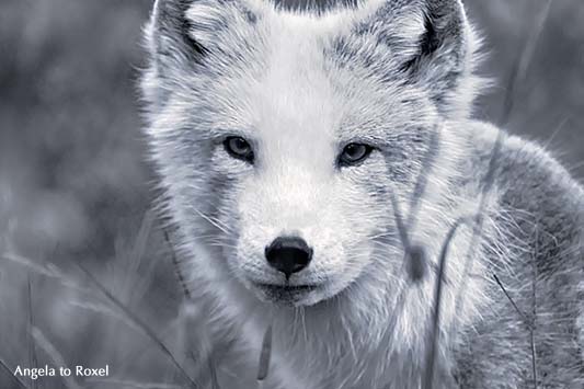 Tierbild, Polarfuchs (Vulpes lagopus, Alopex lagopus) im Sommerfell, Fuchsart, die in der Polarregion beheimatet ist - Troms, Nordnorwegen 2014