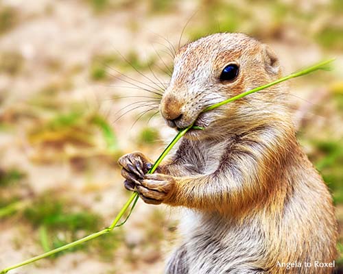 Fotografie: Schwarzschwanz-Prariehund (Cynomys ludovicianus), Erdhörnchen frisst einen Grashalm, Nahaufnahme - Tierbild, Bildlizenz, Stockfoto