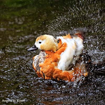 Fotografie: Rostgans (Tadorna ferruginea), Kasarka, Entenvogel beim Baden, Flügelschlag und spritzendes Wasser - Niedersachsen 2015 - Bildlizenz