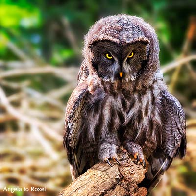 Bartkauz (Strix nebulosa) sitzt auf einem Ast im Wald, Porträt mit Blickkontakt, Gegenlicht - Kasselburg, Pelm bei Gerolstein, Vulkaneifel 2015