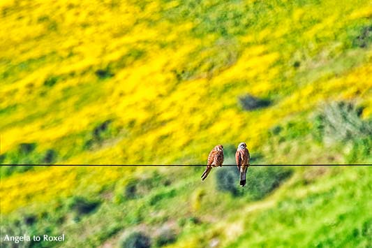 Zwei Turmfalken (Falco tinnunculus) bei der Balz, Turmfalken-Pärchen auf einer Stromleitung vor blühender Wiese - Fès-Meknès, Marokko im April 2013