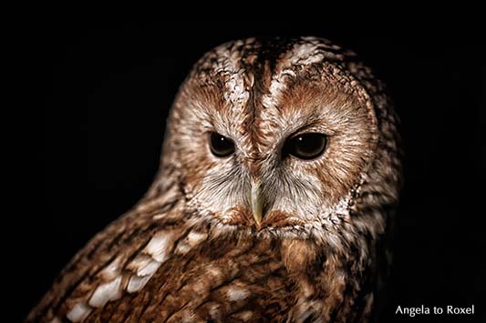 Waldkauz (Strix aluco), eine mittelgroße Eulenart, Porträt in der Nacht, in der Dunkelheit, Wisentgehege Springe, Wildpark in der Region Hannover 2014