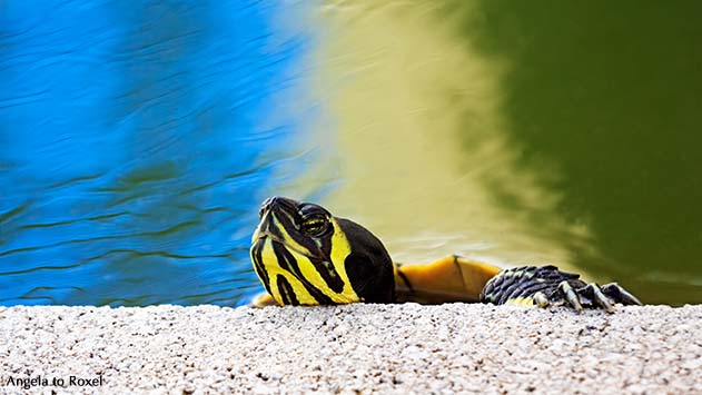 Tierbilder kaufen: Wasserschildkröte, Gelbwangen- oder Gelbbauch-Schmuckschildkröte (Trachemys scripta scripta) klettert aus einem Teich | A. to Roxel