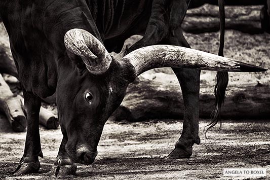 Fotografie: Watussi-Rind oder Ankolerind (Bos primigenius f. taurus), Porträt mit geneigtem Kopf, Hausrindrasse in Ostafrika, monochrom, NRW 2016