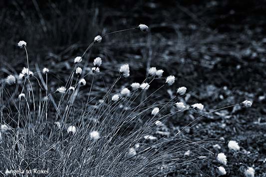 Wollgras (Eriophorum), Wollgrasblüte am Steinhuder Meer im Naturschutzgebiet "Totes Moor", monochrom, Neustadt am Rübenberge, Hannover, Niedersachsen