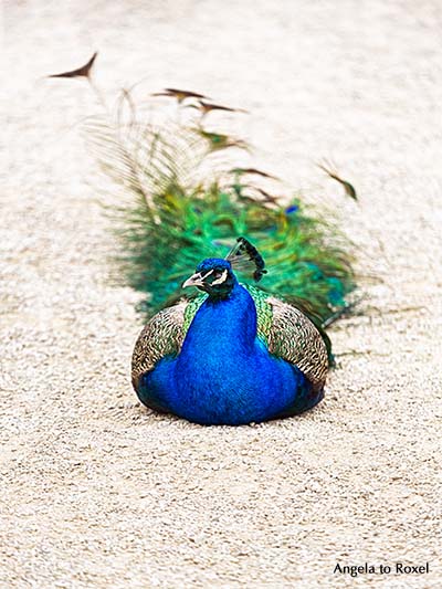 Fotografie: Blauer Pfau (Pavo cristatus), männlich, mit eineinhalb Meter langen Oberschwanzdeckfedern, liegt und ruht sich aus - Tierbilder kaufen