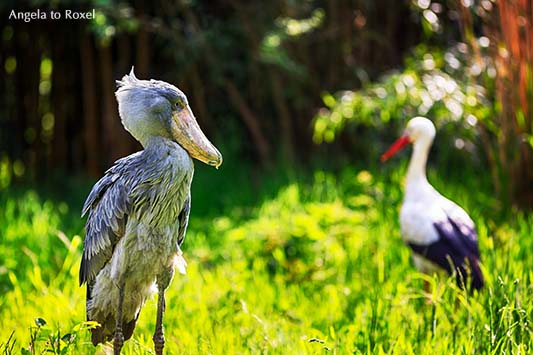 Fotografie: Schuhschnabel (Balaeniceps rex), beheimatet in Afrika und Weißstorch (Ciconia ciconia) in einer Wiese, Tierfotografie - Vogelpark Walsrode