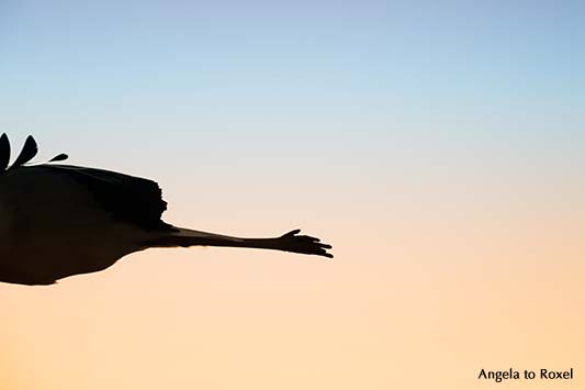 Fotografie: Weißstorch (Ciconia ciconia) im Flug, Beine, Gegenlichtaufnahme, Abendstimmung, Naturpark Teutoburger Wald - Bildlizenz, Stockfoto kaufen