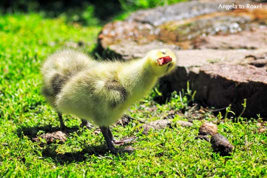 Fotografien kaufen: Küken der Streifengans (Anser indicus), auch Indische Gans genannt, schnattert auf einer Wiese - Tierbilder