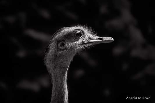 Nandu (Rhea americana), Kopf mit ausgeprägter Ohröffnung, Porträt von der Seite, Blick geradeaus, monochrome Fotografie, Tierbilder kaufen