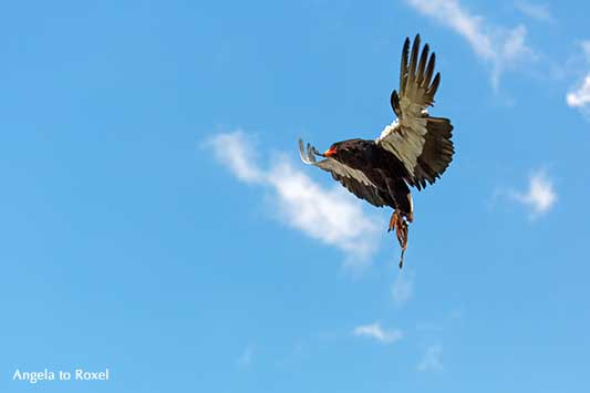 Fotografie: Gaukler (Terathopius ecaudatus), Schlangenadler fliegt, Greifvogel im Flug mit Geschüh, Adlerwarte Berlebeck, Detmold | Angela to Roxel