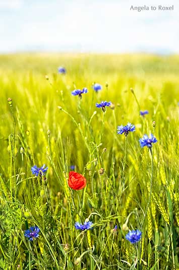 Landschaftsbild: Klatschmohn und Kornblumen am Feldrand, Wilmeröderberg in Polle, Holzminden, Weserbergland | Ihr Kontakt: Angela to Roxel