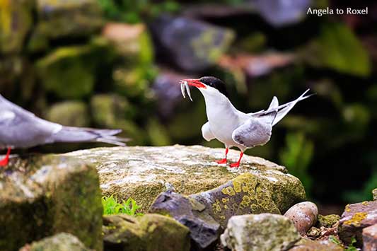 Küstenseeschwalbe (Sterna paradisaea) mit Fisch, Sandaal im Schnabel, Wildlife, Farne Islands, England | Kontakt: Angela to Roxel