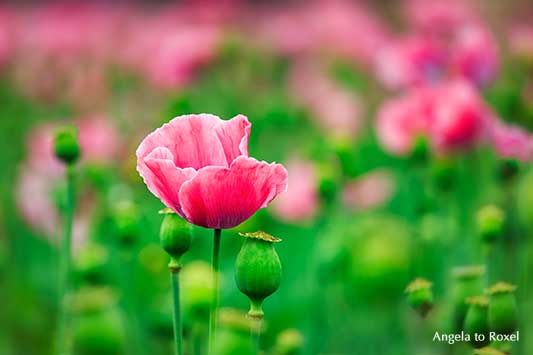 Schlafmohn (Papaver somniferum), Blüte im Mohnfeld in Grandenborn, Mohnblüte im Geo-Naturpark Frau-Holle-Land | Kontakt: Angela to Roxel