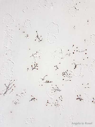 Wurzelstrukturen, Spuren von Weinranken auf einer weiß gestrichenen Metalltür, abstrakt | Kunstfotografie - Ihr Kontakt: Angela to Roxel